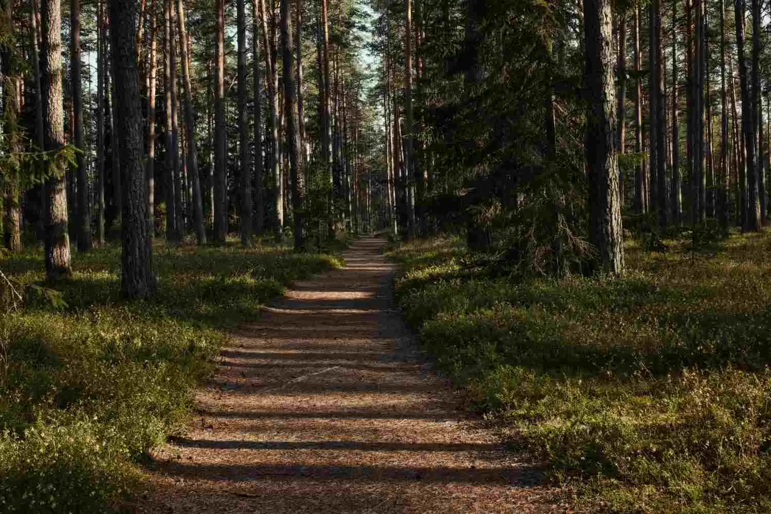 Stroll through Vagamon Pine Forest